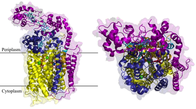 P8_Figure1