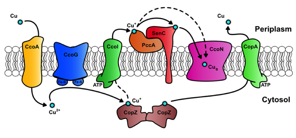 P8_Figure2